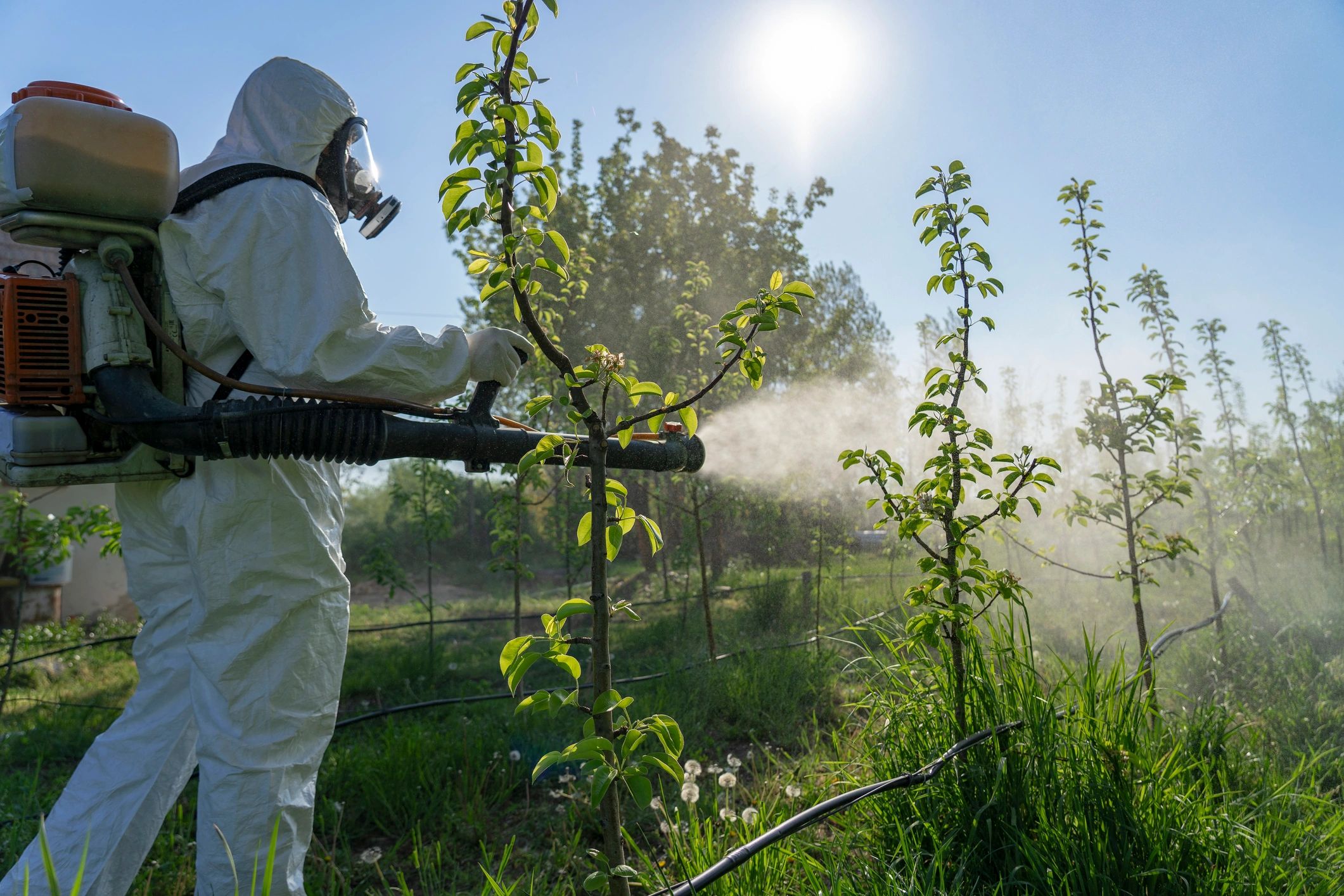 Pest control professional applying vertebrate toxic agents in the field